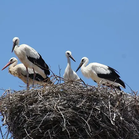 Stork ポルティマン