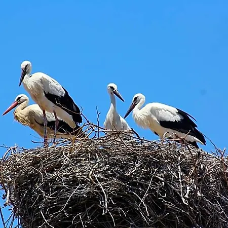 Stork Hostel