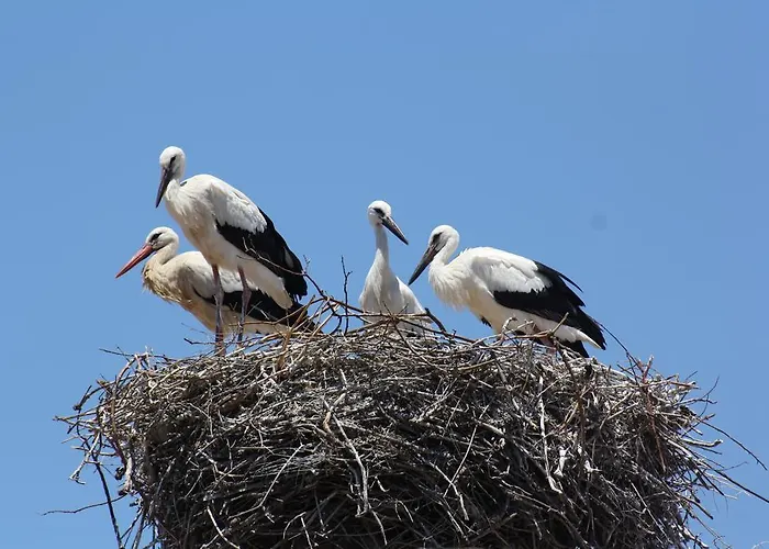 Stork Portimão